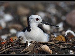 black necked stilt