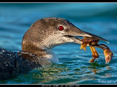 common loon hdr : fall, leave, lom, loon, mt desert island, new england