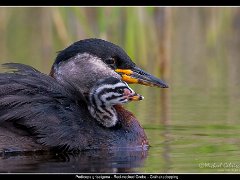 grahakedopping baby1 : Red-necked Grebe, birds, grebes, gråhakedopping, ribersborg, sweden