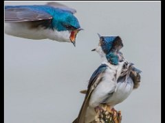 treesvala 2 : new york, secaucus, tree swallow