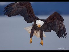 bald eagle incoming 5DII