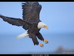 bald eagle landing