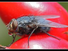 fly rose hips