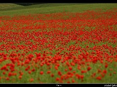 poppies