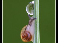 snail waterdrop