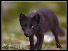 arctic fox  Arctic Fox