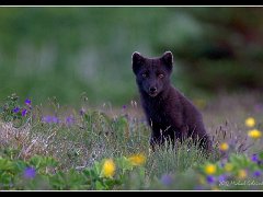 arctic fox flowers eyes