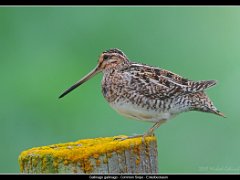 common snipe : Iceland