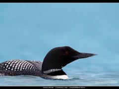 northern diver 2011 : Iceland
