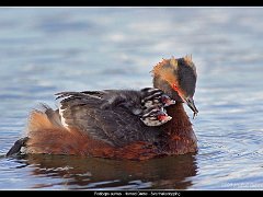 svarthakedopping  Grebe with Chicks