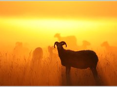 gotland sheep