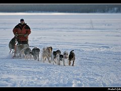 dogsledder jykassjarvi  Dog Sledder