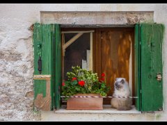 cat window : venice